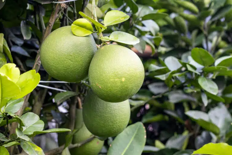 Organic fresh pomelo or citrus maxima fruit hanging on a branch close up with copy space